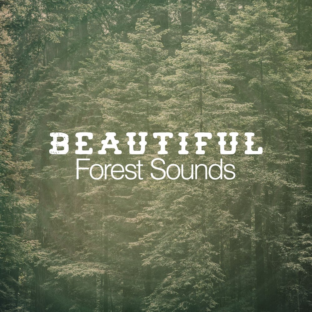 Nature songs. Sound Forest. Wood Song Владимир.