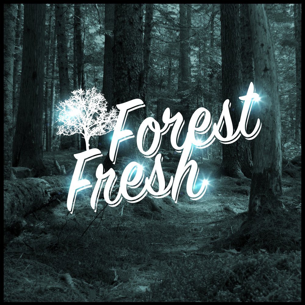 Forest fresh. Song of the Forest. Forest recording. Fresh Forest.