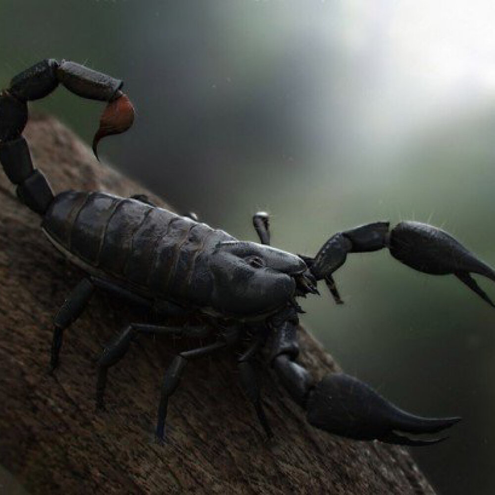 Песня про скорпиона. Животные саванны Скорпион. Скорпион МР. Scorpions animal.