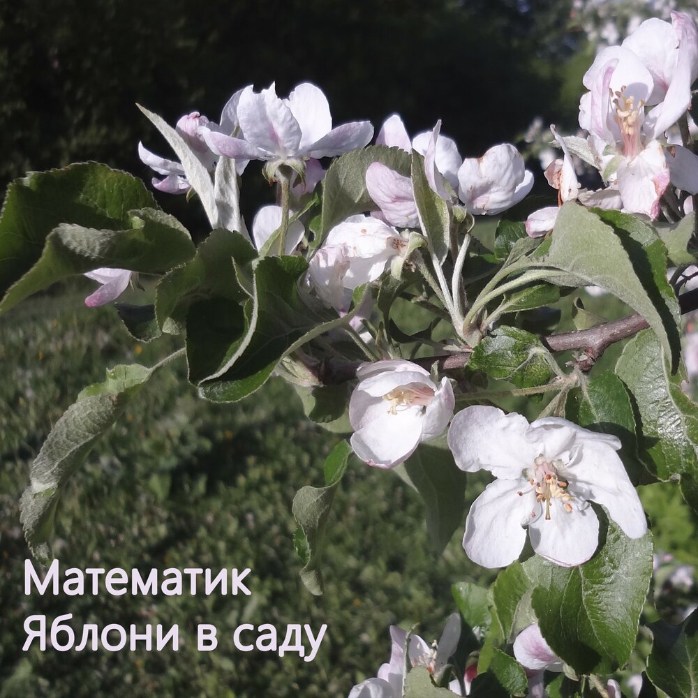 Как под яблонькой е авксентьева песня. Яблони в цвету. Музыка яблони. Футаж яблони в цвету. Трубецкой яблони ноты.