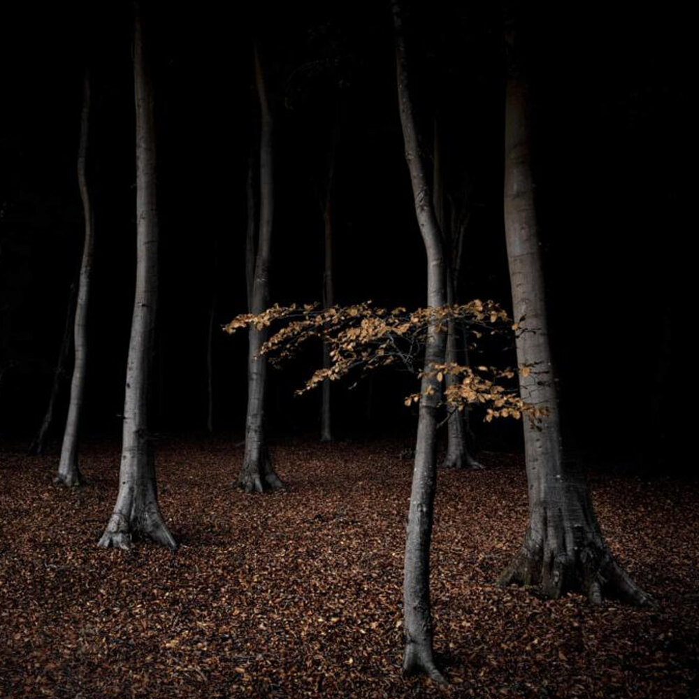 немецкая овчарка черная. европейская овчарка черная. страшный лес с костями. лес темный страшный. темные леса.