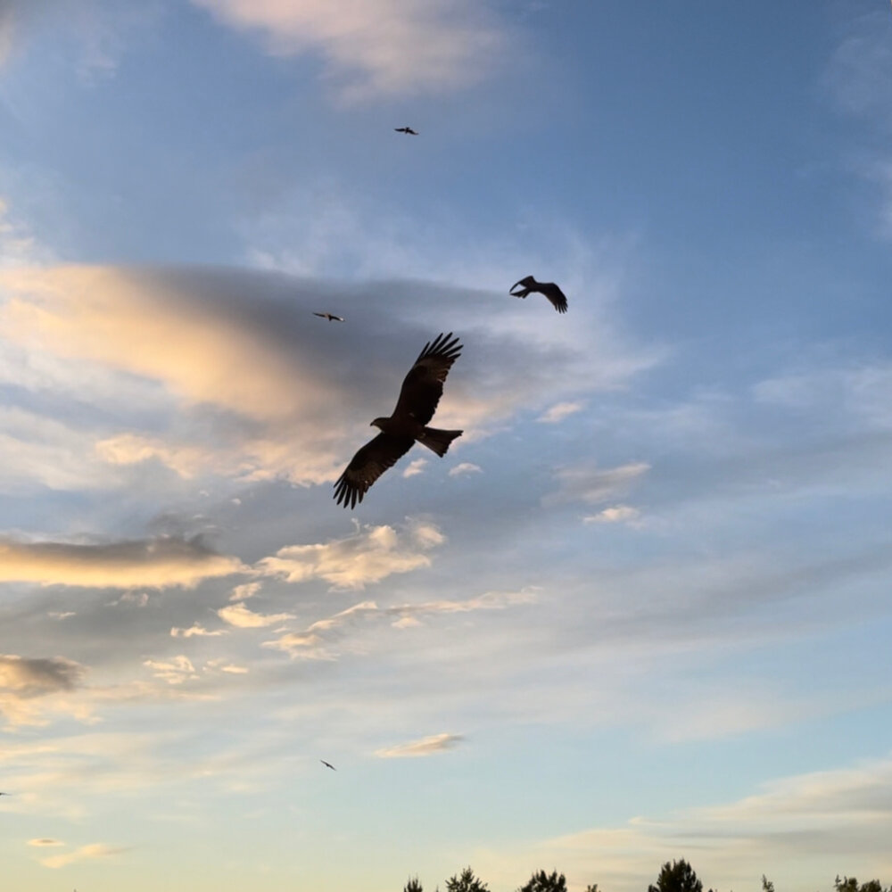 Sounds flight. Композиция полет. Песня полёт. Альбомы летят.