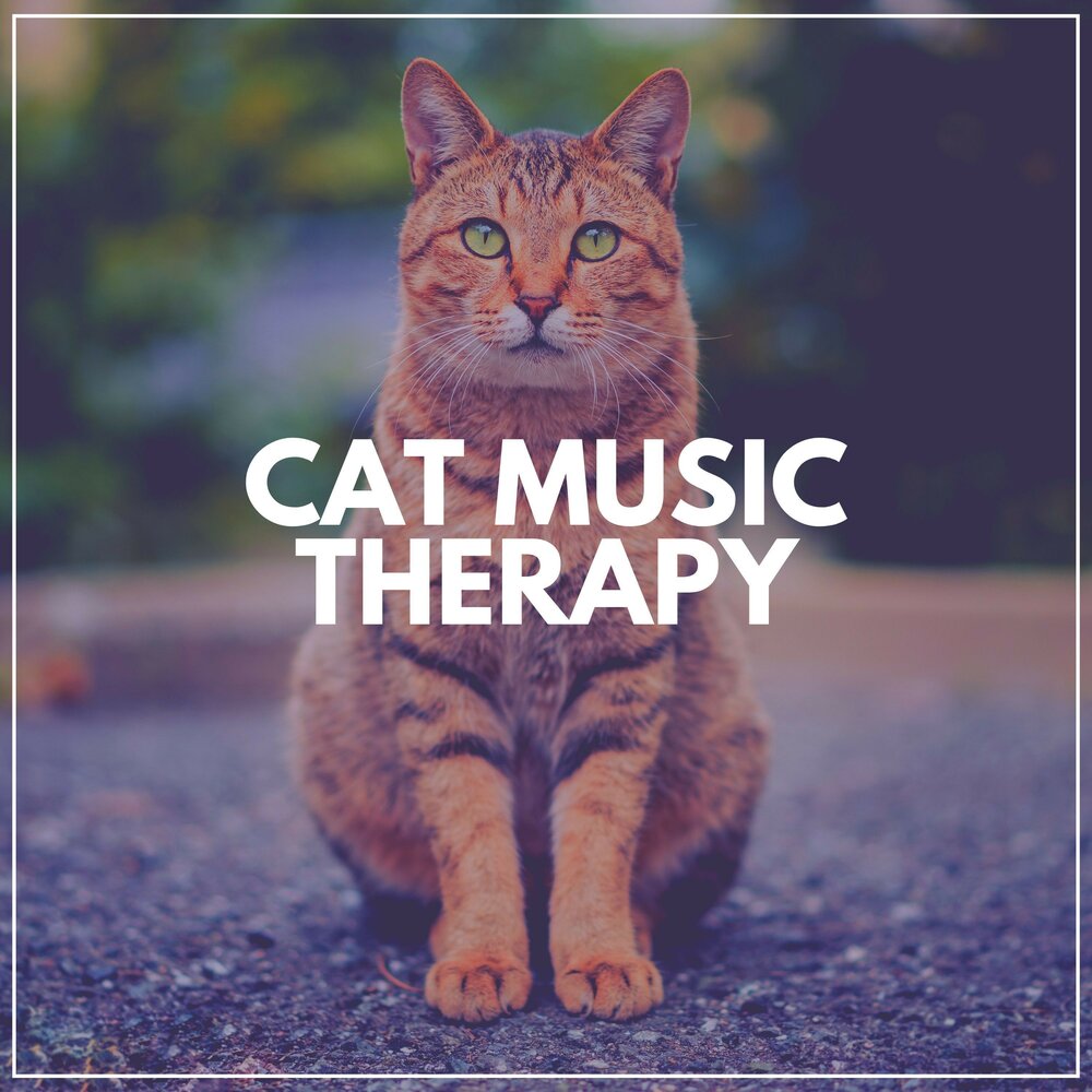 Music for cats. Кити ФАС Кэт. Cat Kitty Cat Cat. Cat Cat песня.