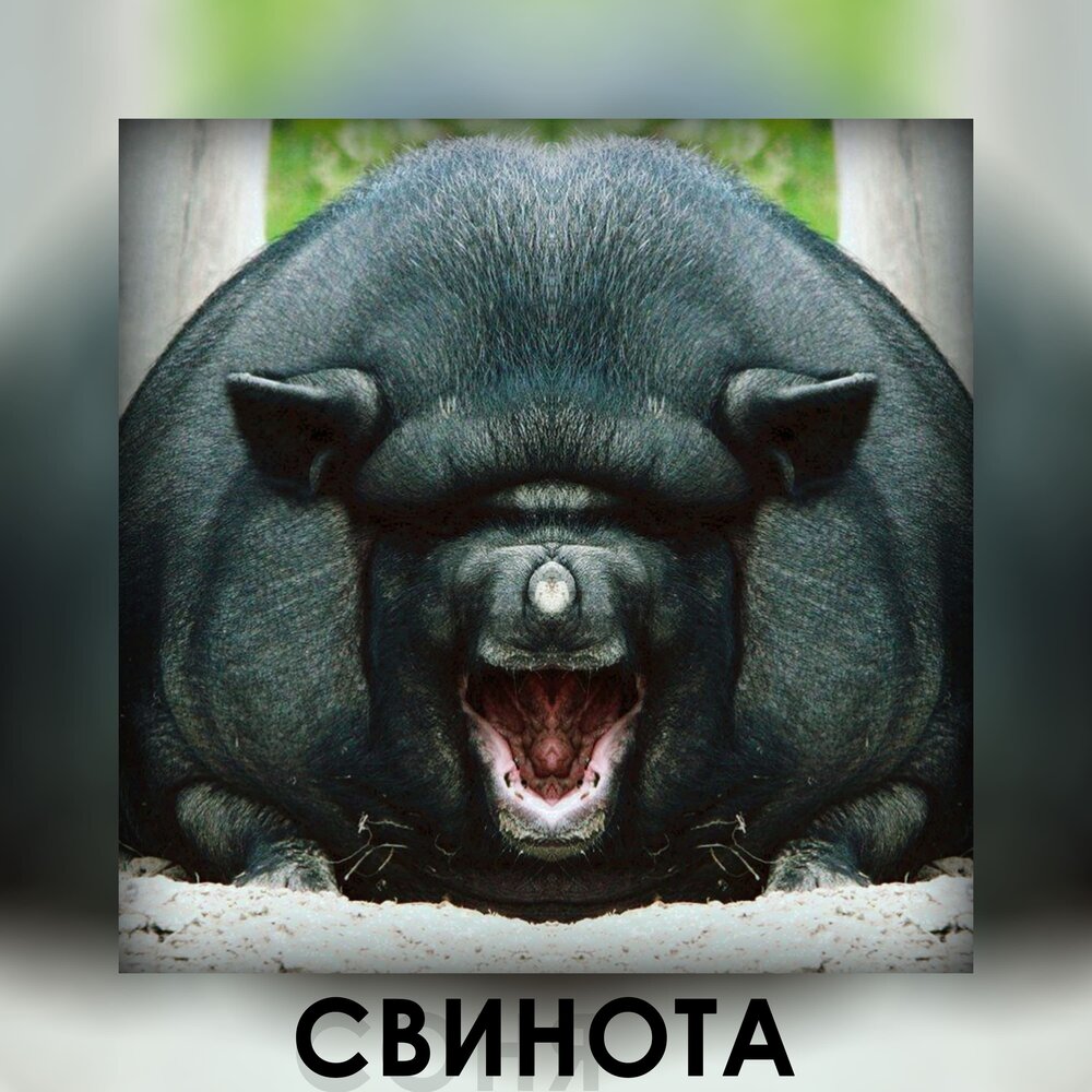 Свинота