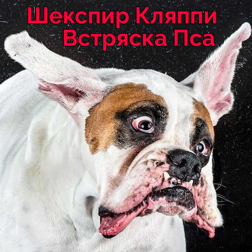 Собака течет. Слюнявый бульдог. Самая слюнявая собака. Собака с брылями. Смешные морды собак.