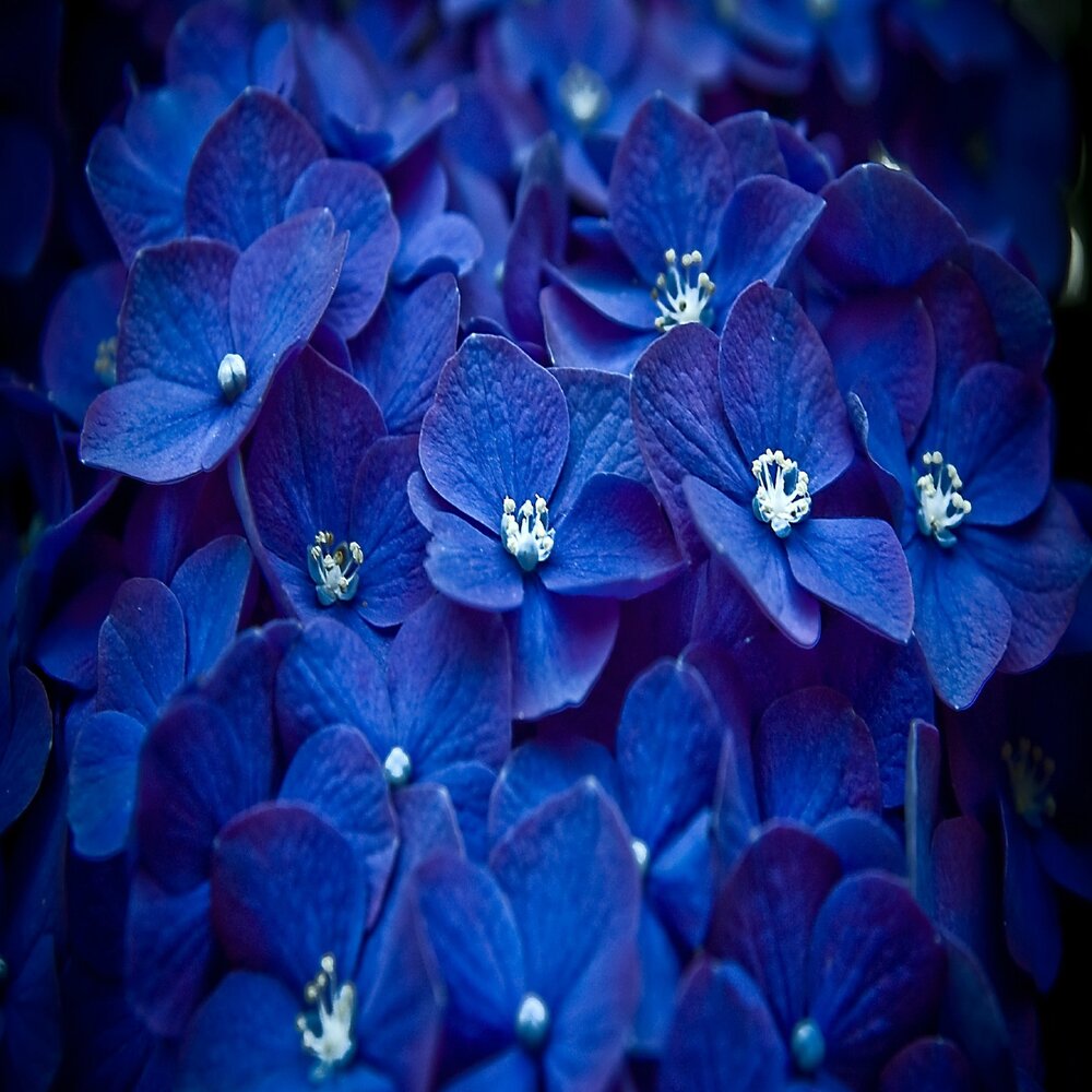 Синий самый любимый цвет. Синие обои на телефон. Темно сині квіти. Самый синий.