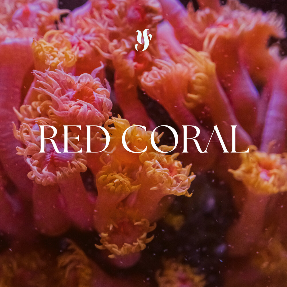 Coral Red перевод на русский.