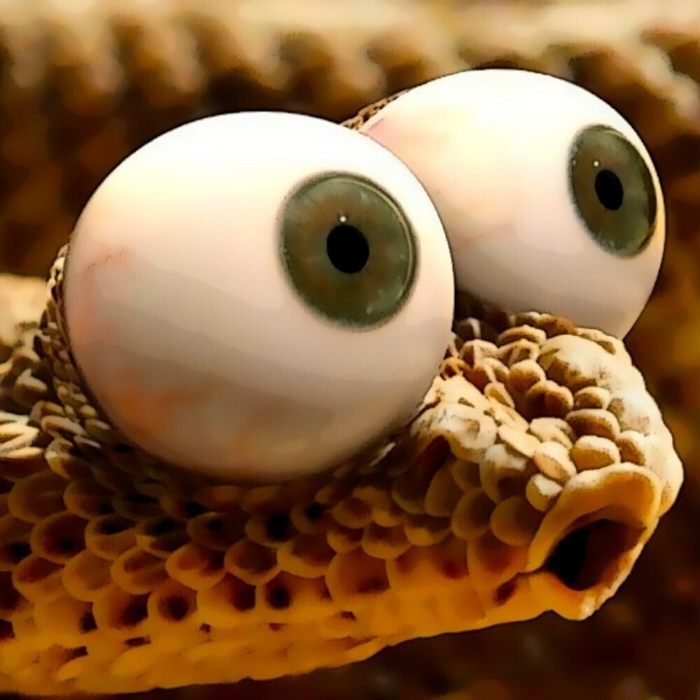 Snakethug. Змея с выпученными глазами. Смешная змея. Змея с большими глазами. Удивленная змея.