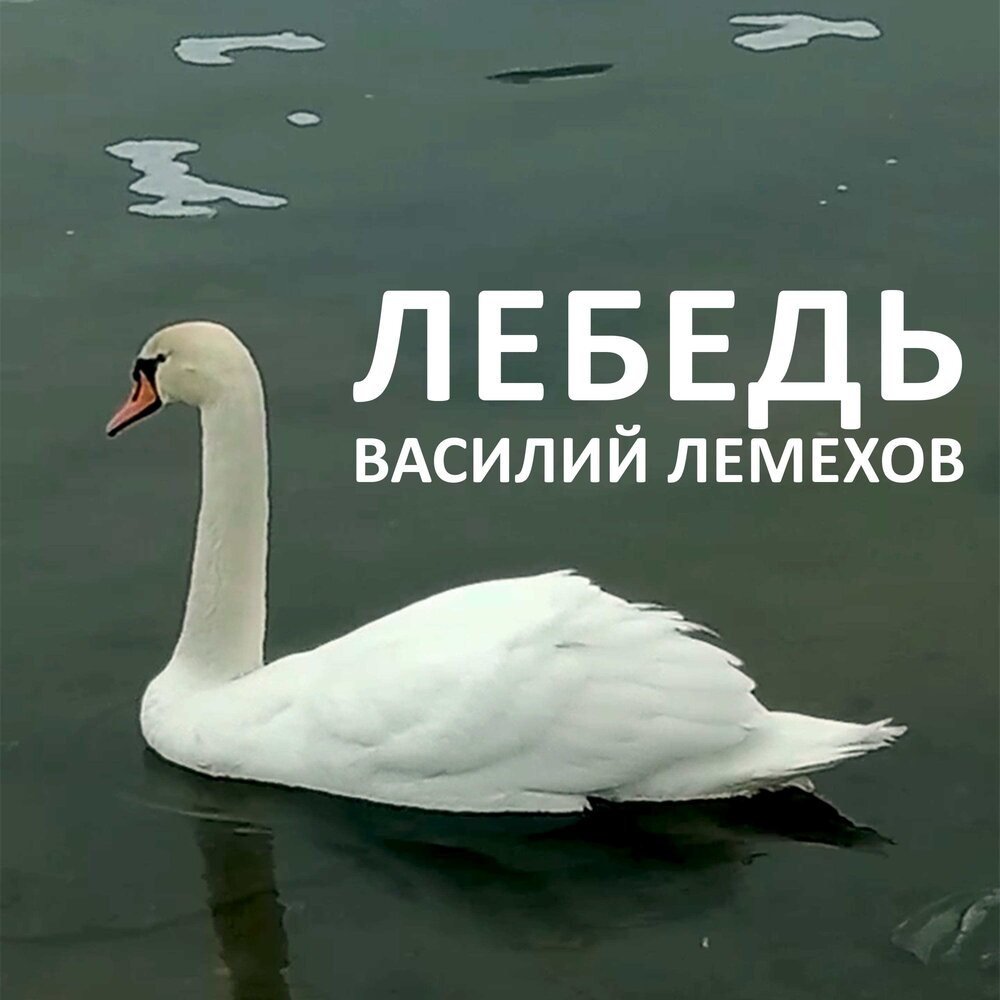 Лебеди. Скажите лебеди слушать. Балтийский лебедь. Лебеди на женевском озере. Скажите лебеди слушать.