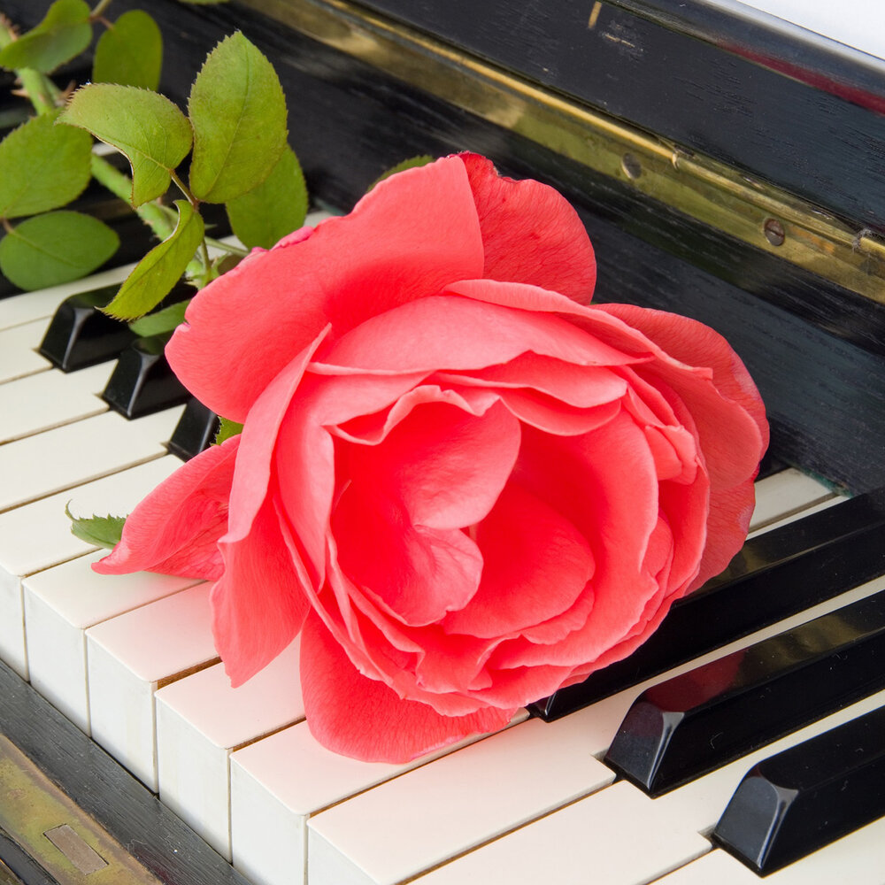 Роза на пианино