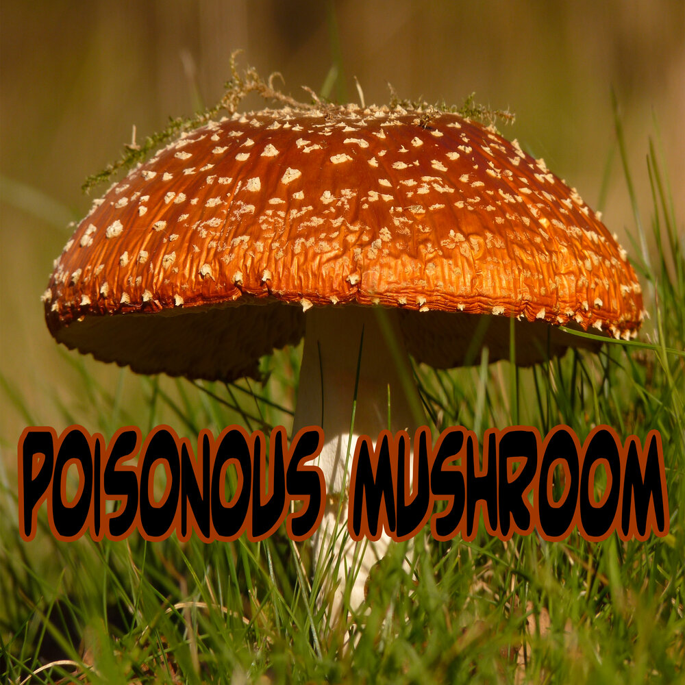 Ядовитые грибы. Несъедобные грибы фото. Картинки ядовитых грибов. Несъедобные грибы Удмуртии. Mushroom слушать