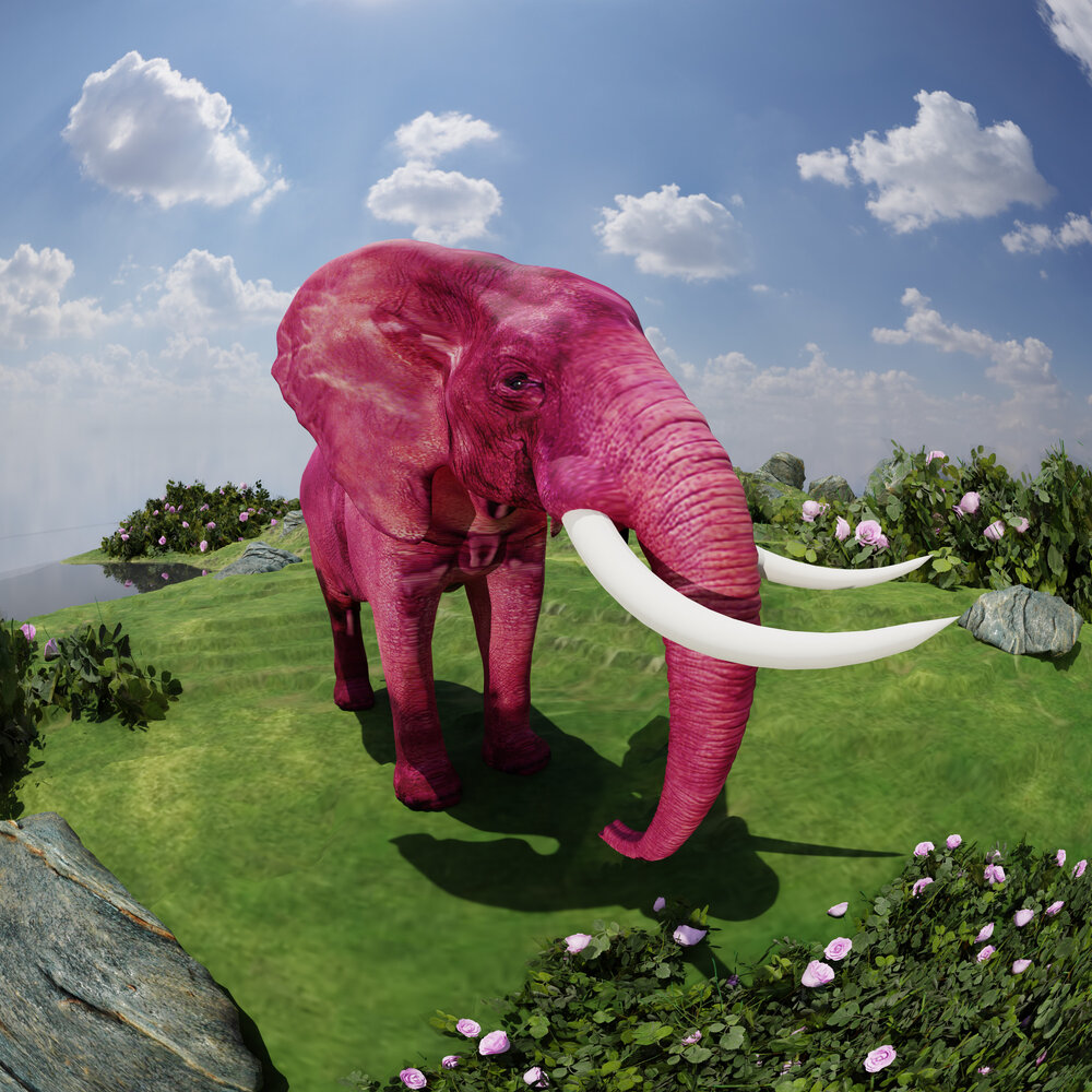 Розовые слоны. Розовый Слоник. Розовый слон в природе. Розовый слон живой. Детские песни розовый слон