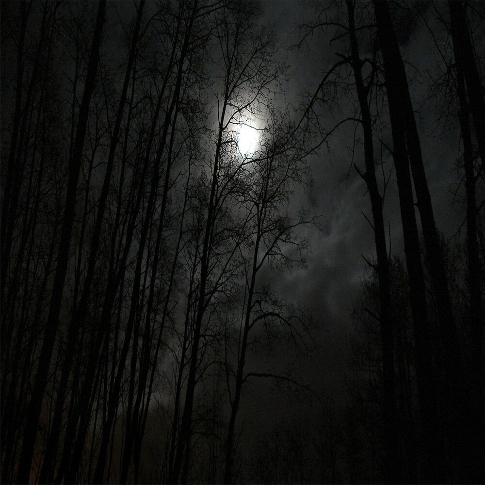 В темном лесе слушать 8 класс. Dark Forest gif. Deathroom.