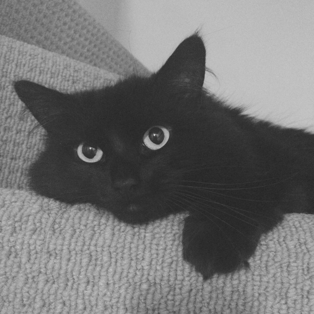 Черная кошка обложка