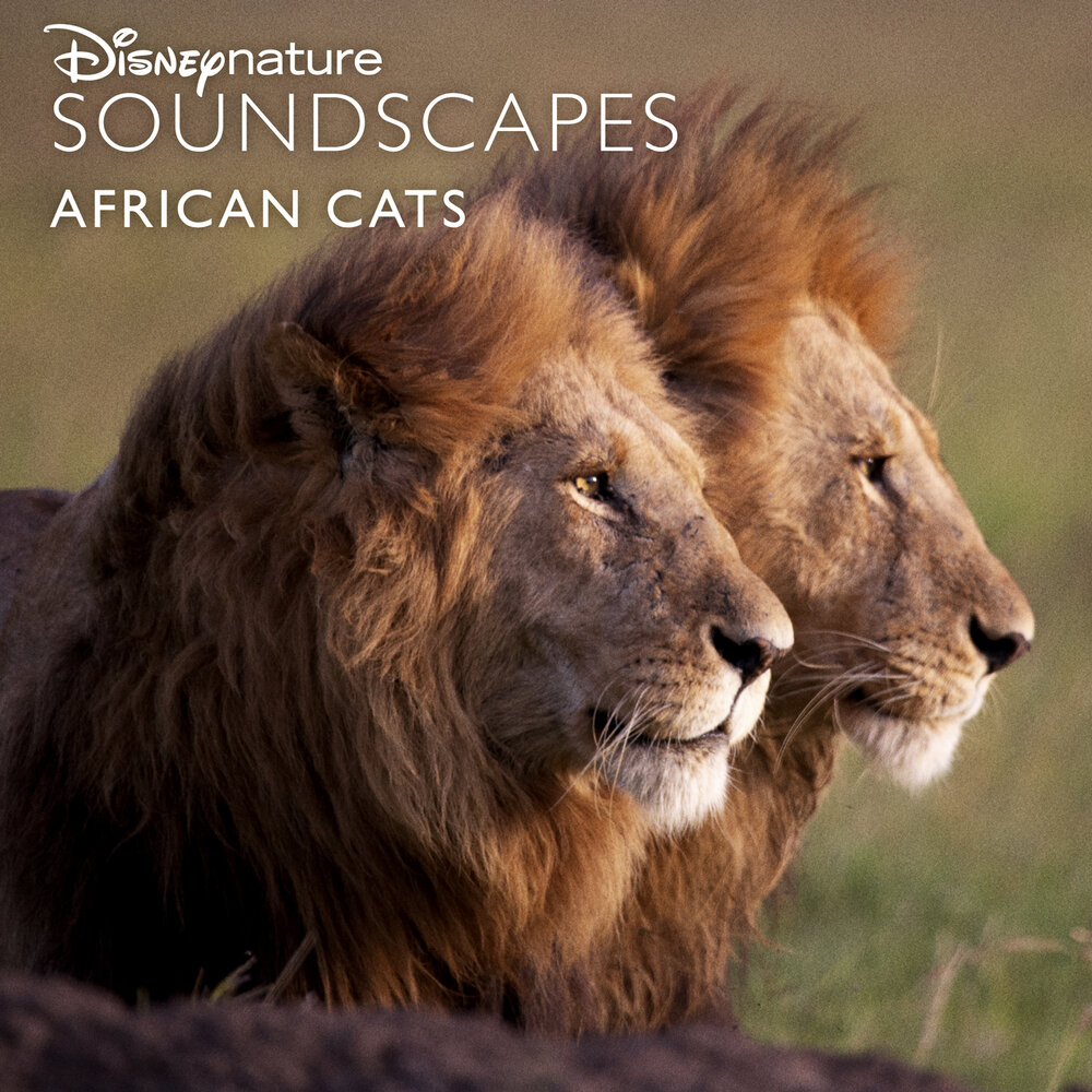 Disneynature. Lion Family. Африканские кошки королевство смелых. Disneynature African Cats 2013 logo. Lioness in the rain