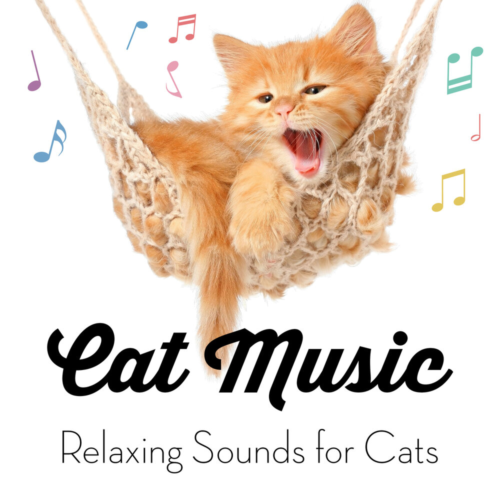 Music for cats. Кэт Мьюзик. Мьюзик кошки плакат. Relax Cat.