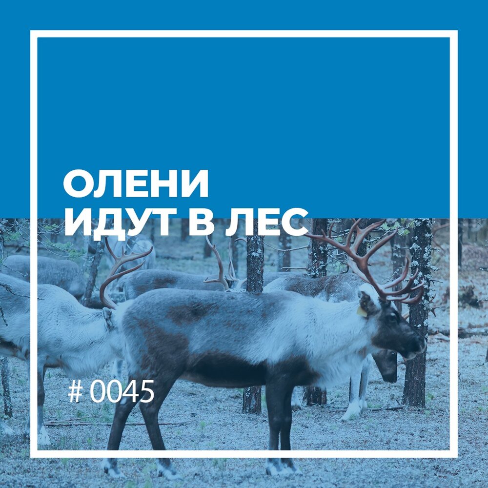 Песня ты олень иди ты. Олень идет. Олени ходят по кругу. Олени по кругу. Олени пошли к сестре.