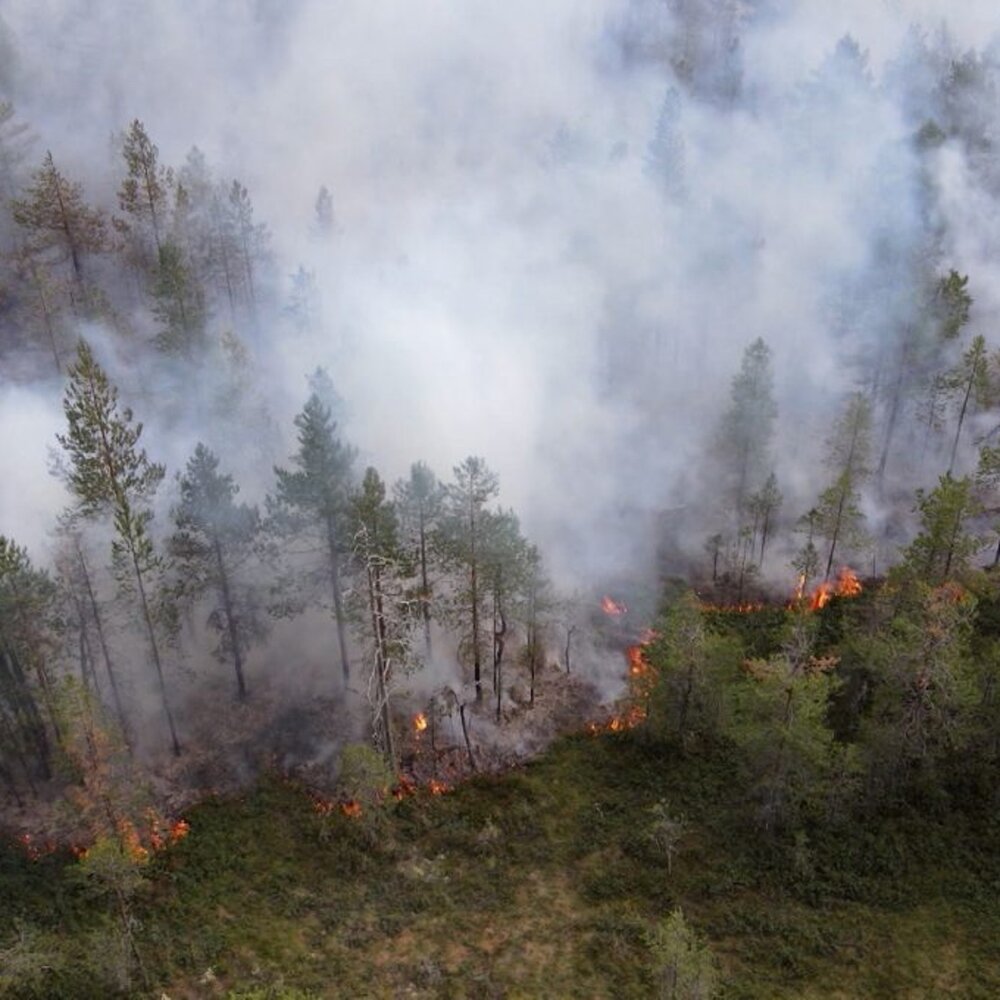 Чс из за пожаров. Пожары в Якутии 2021. Пожар в лесу. Природные пожары.