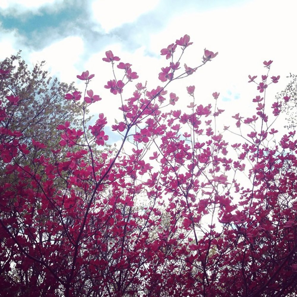 Flowers listening. Delicate Flower.