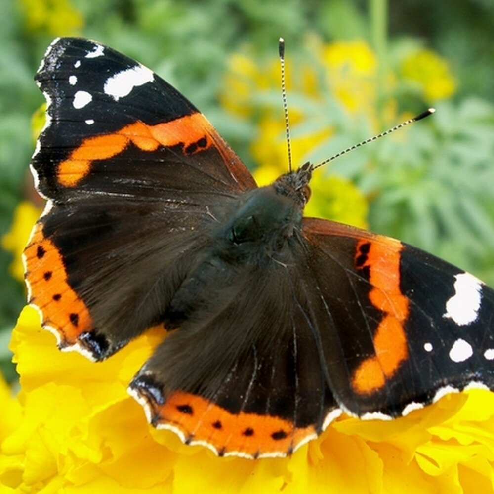 Фотография бабочки адмирал. Бабочка Адмирал. Бабочка Урания Мадагаскарская. Бабочка красный Адмирал. Tkp860 бабочка Адмирал.