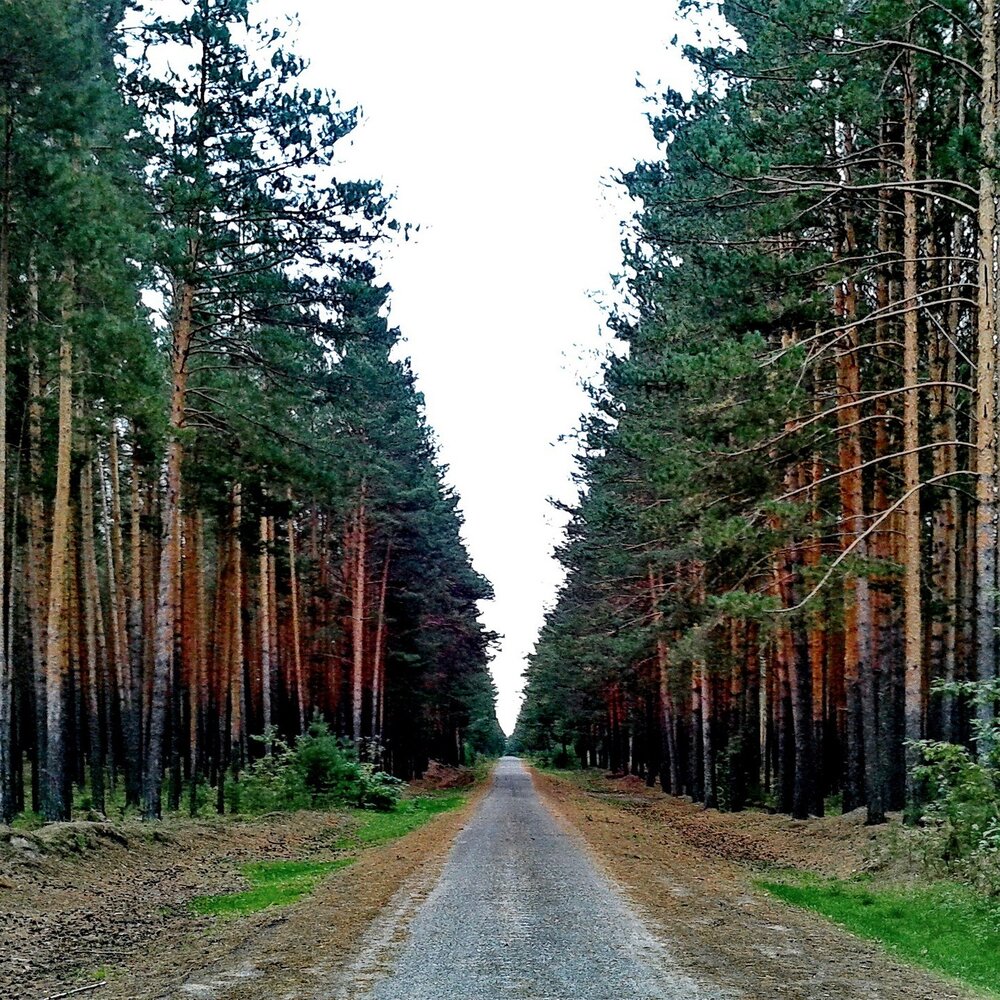 Алелин лес советская. Сосновый Брянский лес. Сосновые леса городе Жуковка Брянская область.