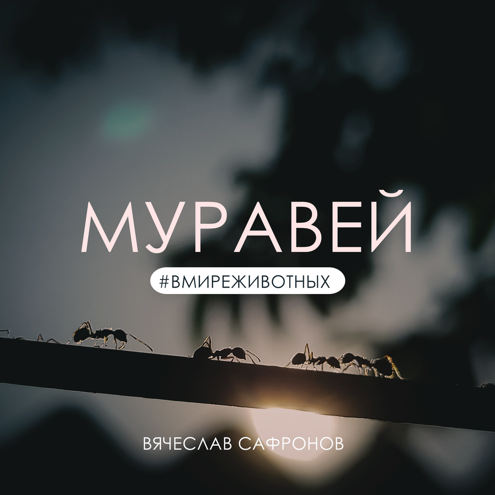 Сафронов слушать. Муравей музыка. Архитектор муравей песня.