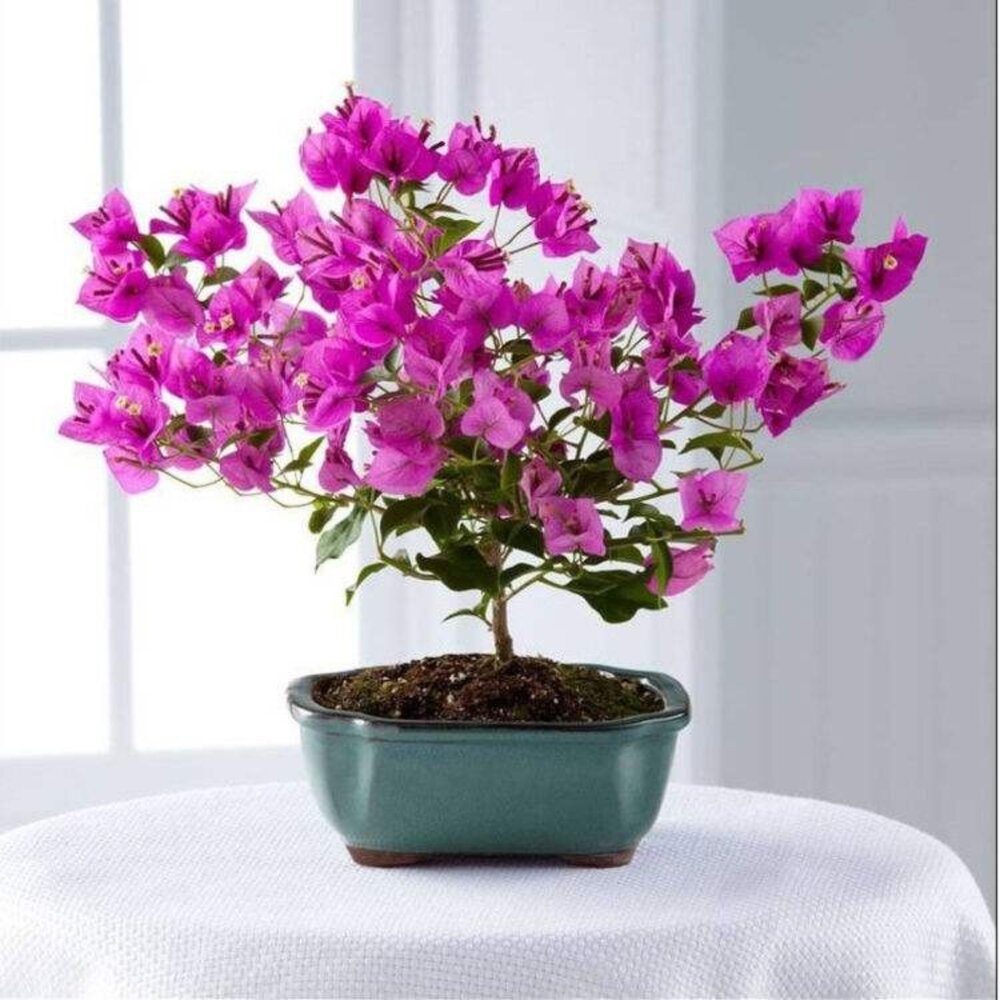 клеродендрум томпсона. азалия цветок. фуксия роял вельвет. клеродендрум томпсона семена. молочай миля.