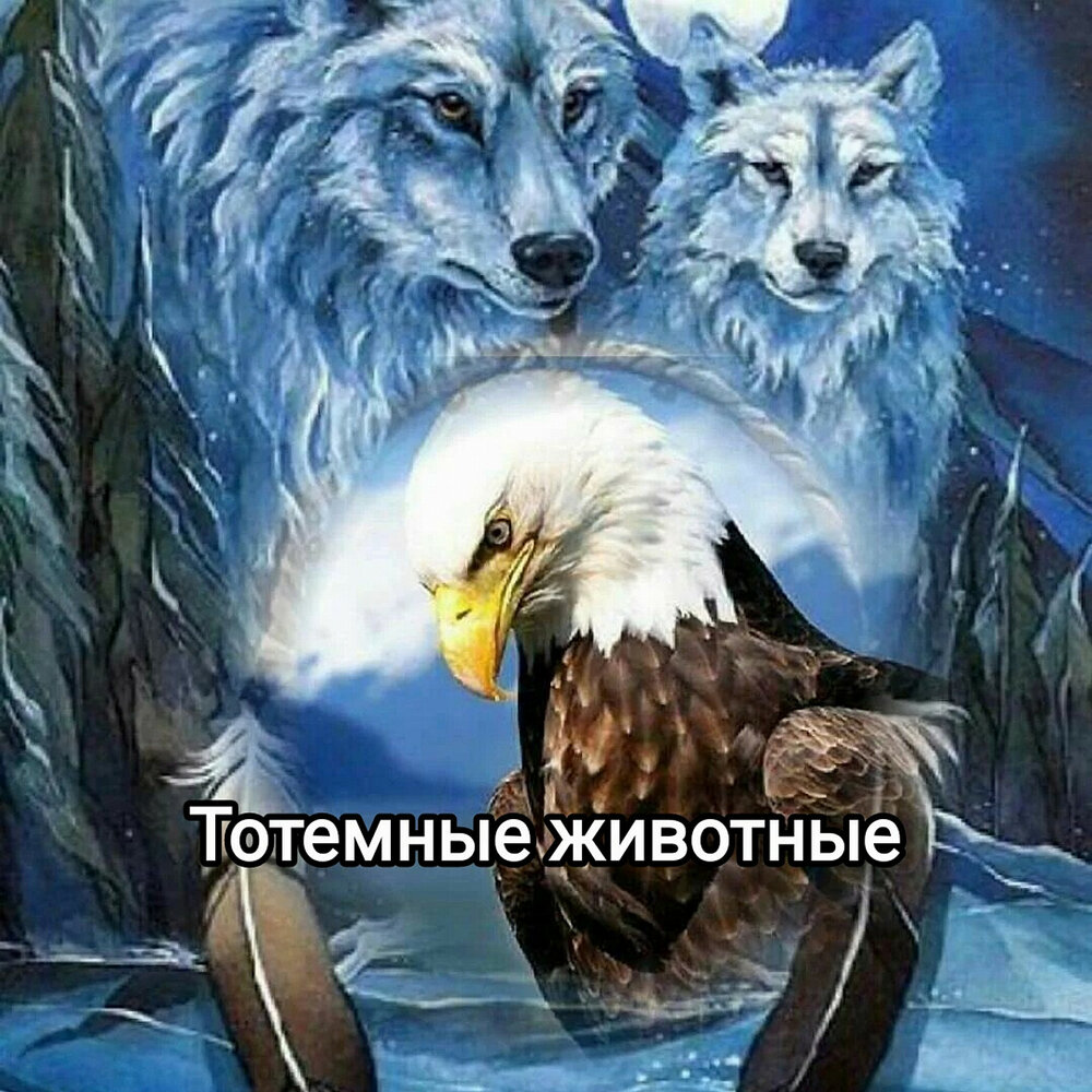 Волк орел фото