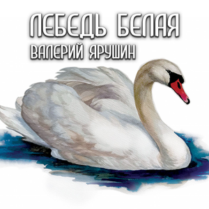 Лебедь белая