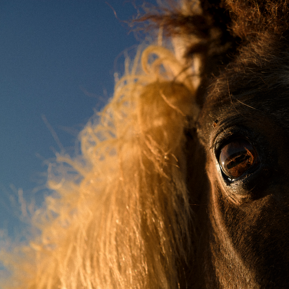 лошадиные глаза. ресницы лошади. I heaven got. I heaven got. аманда энджел.