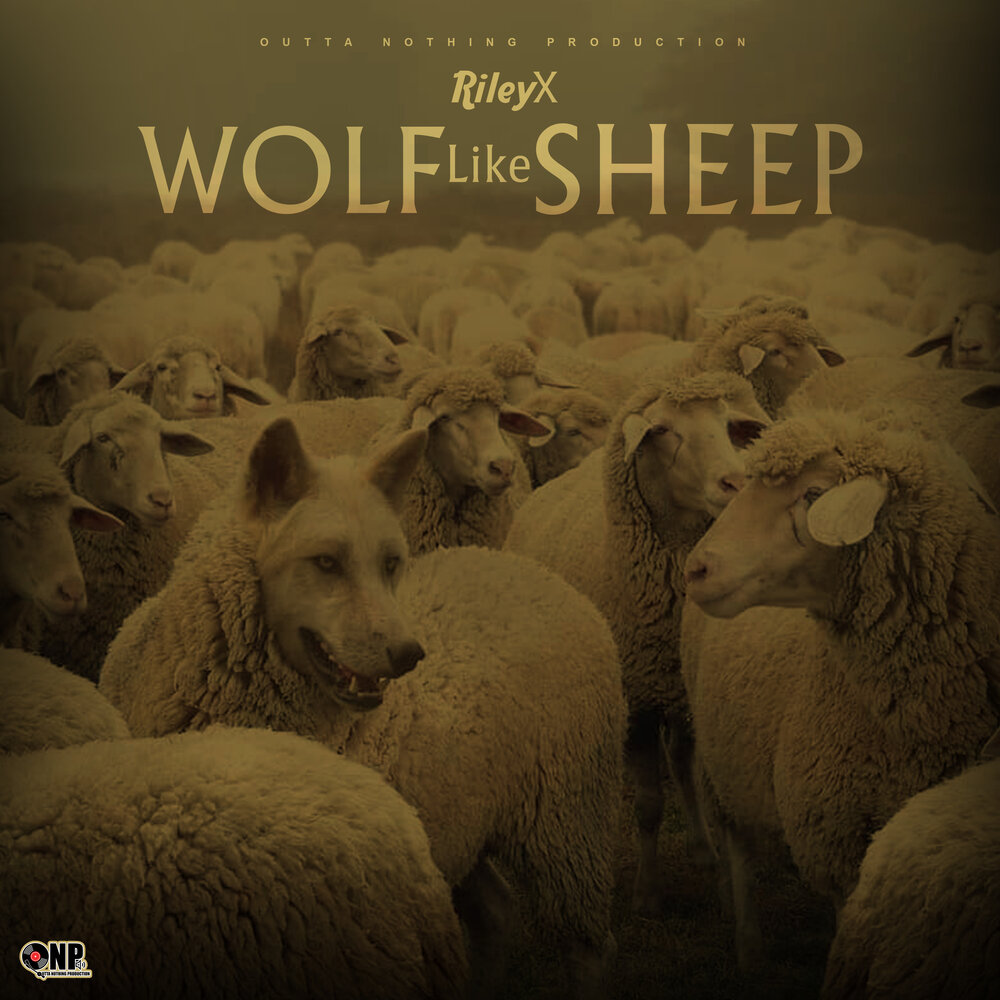 Sheep слушать. Wolf альбом. Like a Sheep. Светильник овцы like.