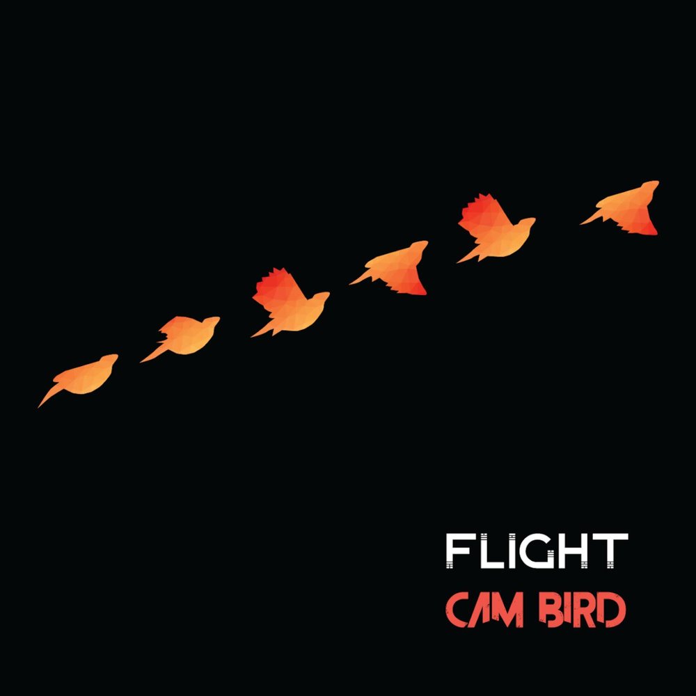 Обложка песни cam. Обложка для песни птицы. Heed Flight. Paradise1bird cam.
