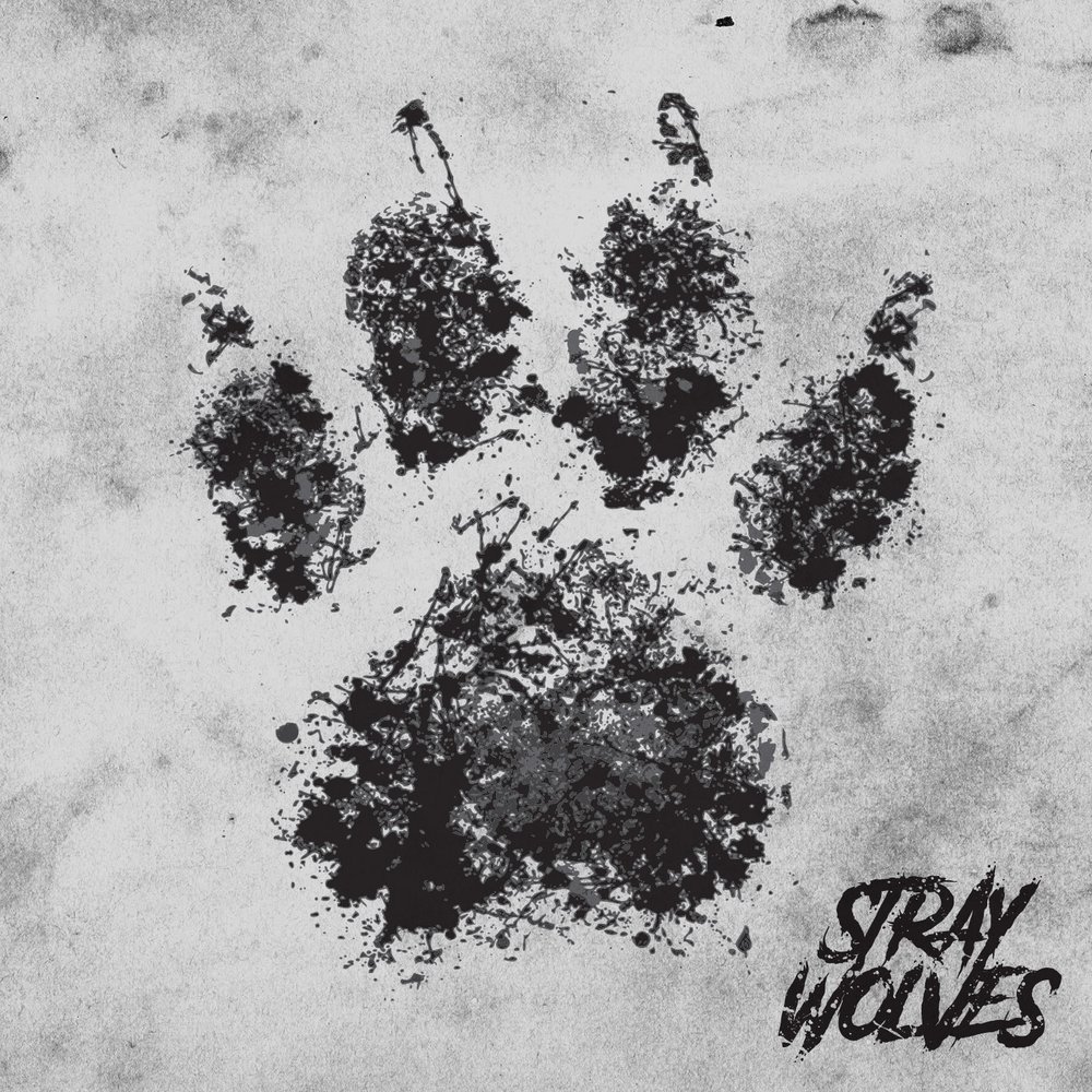 Stray wolf