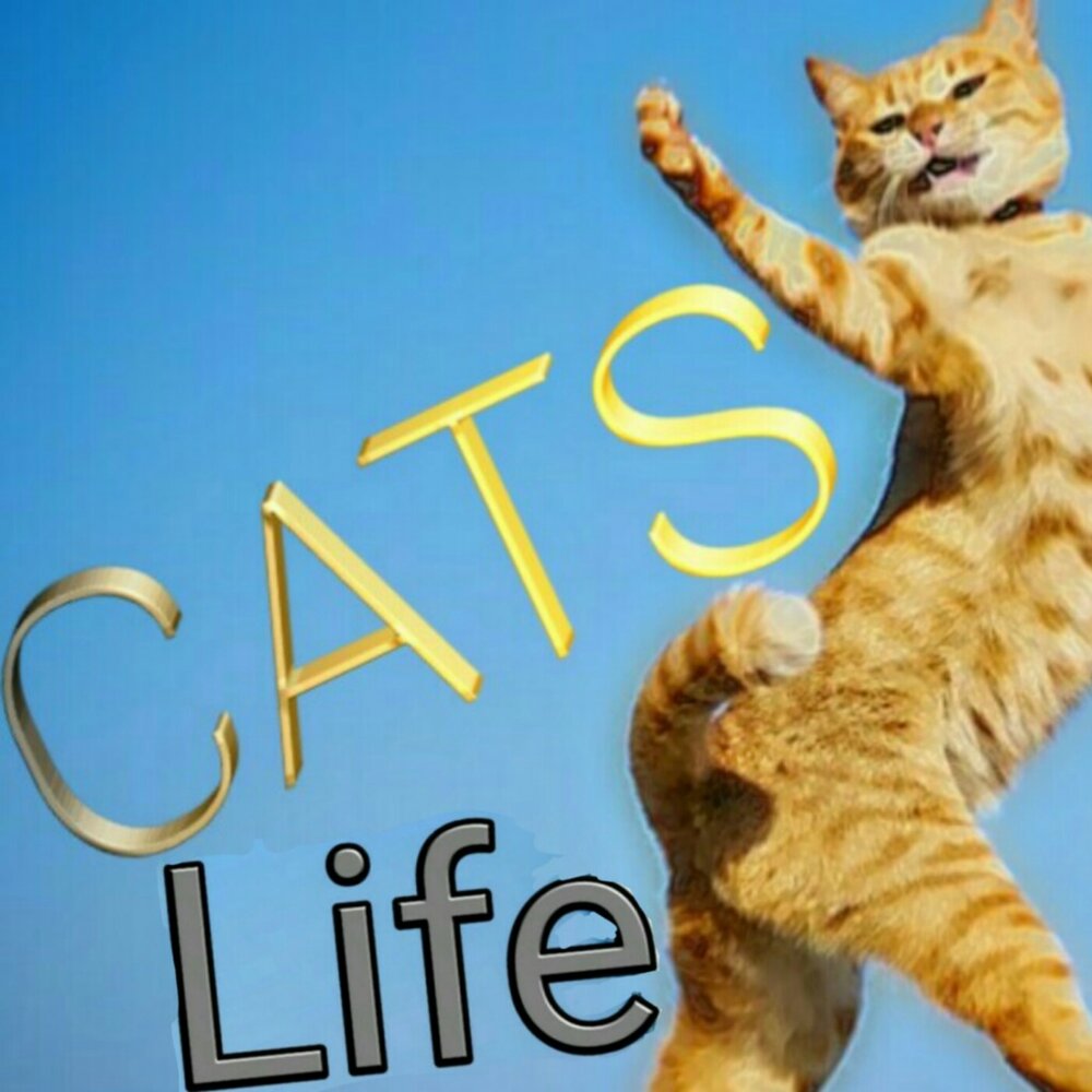 Cat life. Никман. Nikman.