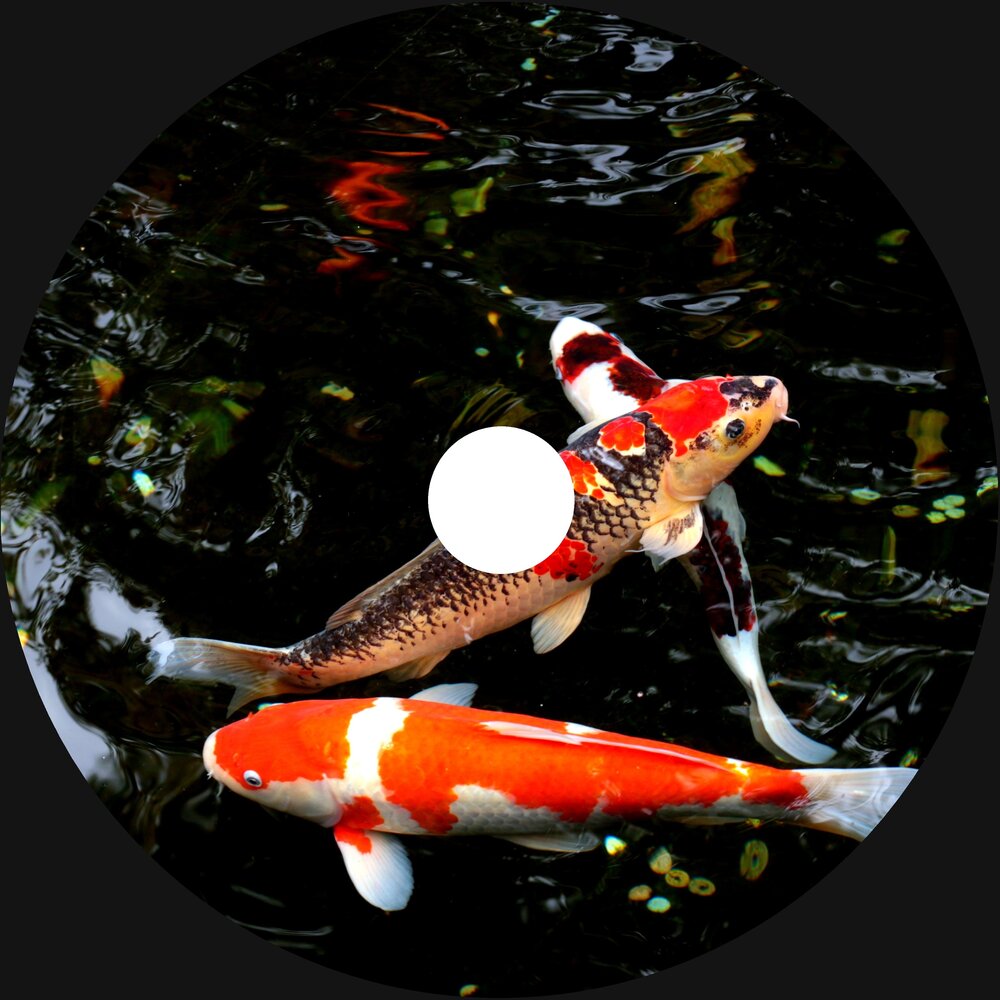 поющая рыба «карп билли басс» похожие. музыка карп. песня карп. летающий карп. музыка карп.