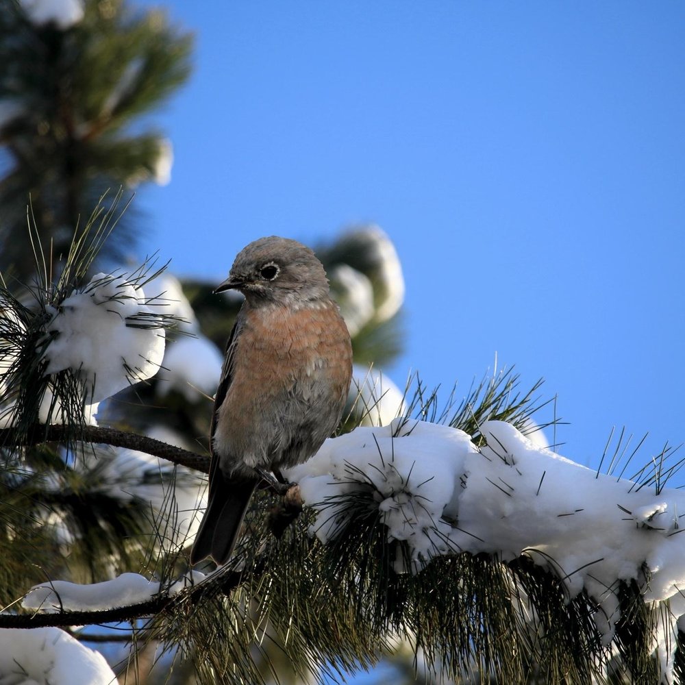 Зимняя слушать. Bird Music Winter. Bird in Winter Music. Видео песня Winter Bird.