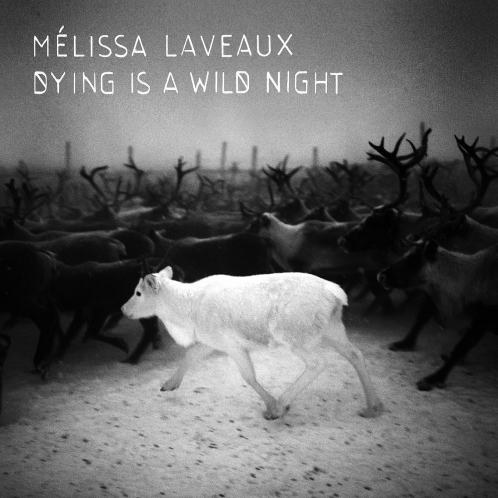 Песня дикие ночи. Wild Night. Одна Дикая ночь. Обложки для mp3 фото Melissa Laveaux - Needle in the hay.