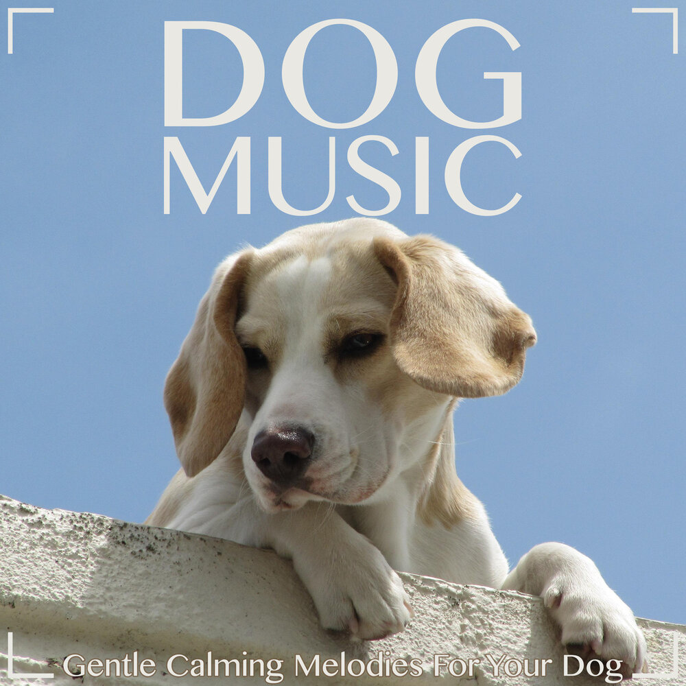 Dog музыка. Music Dog. Dogs of Peace. Calm Dog. Музыка дога.