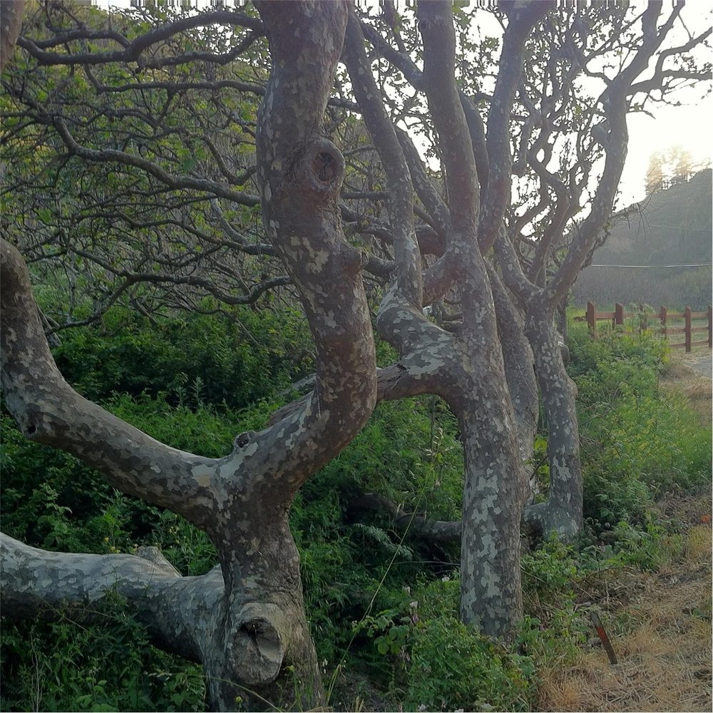 Деревья под музыку. Песня Sycamore Tree.