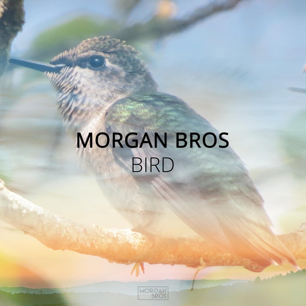 Kuma the bird обложки. Bird слушать. For the birds обложка. Bird слушать. Little birdy.