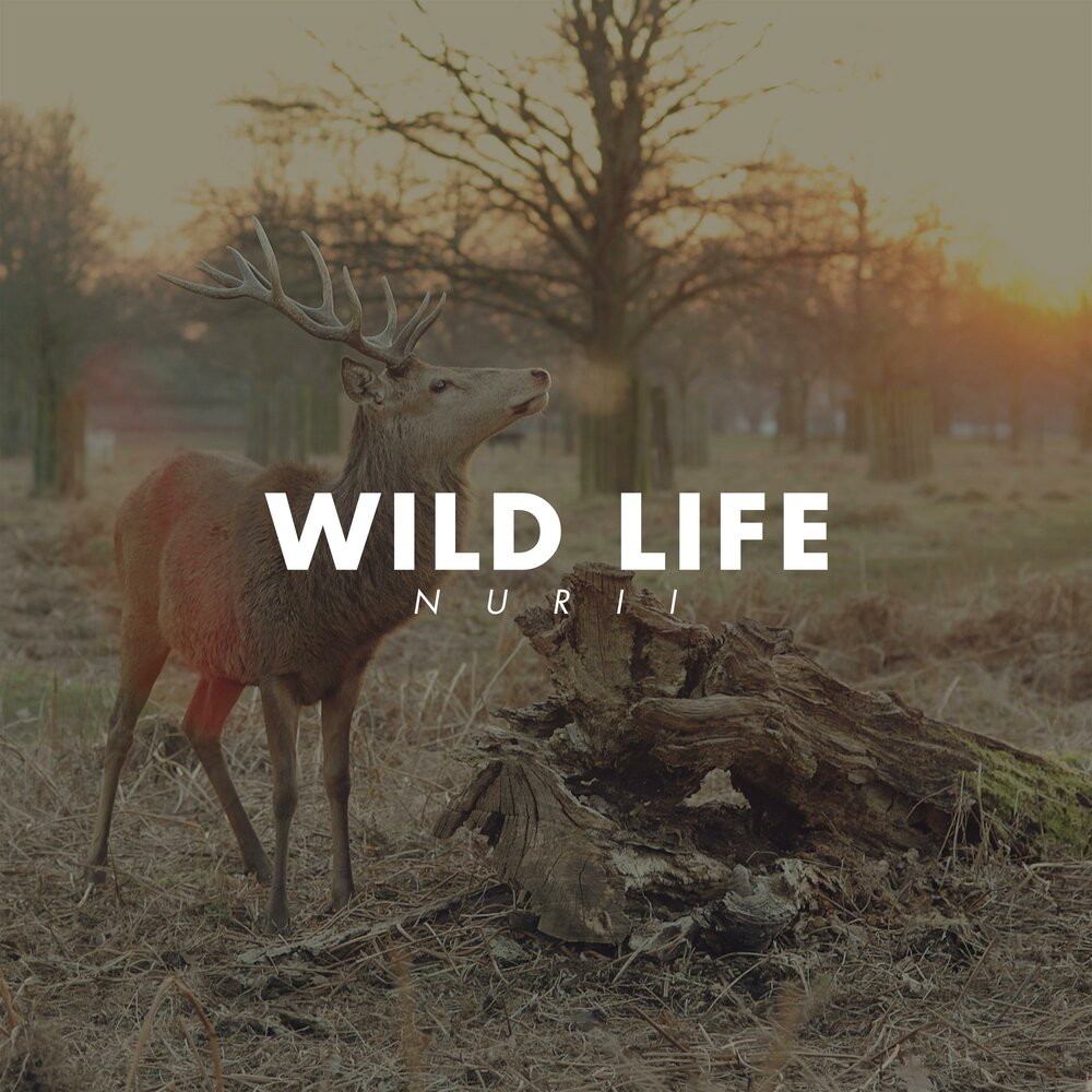 Wild life последняя. Вилд лайф. Песня Wild Life. Wild Life Kira. Alexa Wild Life.