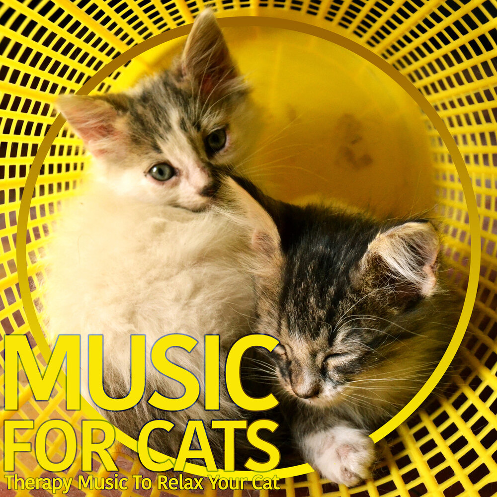 Music for cats. Cat Music. Peace Cat. For Cats. Music Therapy for Cats.
