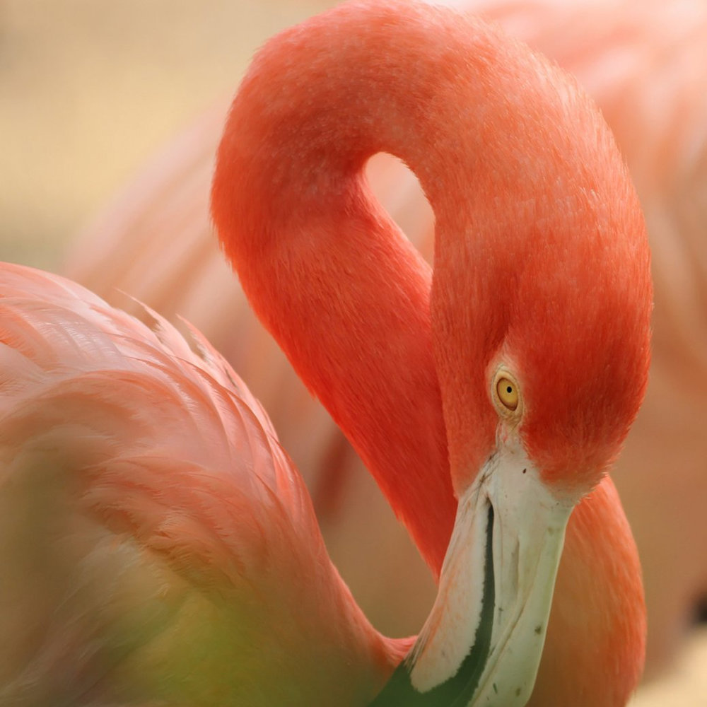 Слушать песню фламинго. Кукушкин розовый Фламинго. Свиридова Фламинго. Розовый Фламинго Свиридова. Птица с розовым клювом.