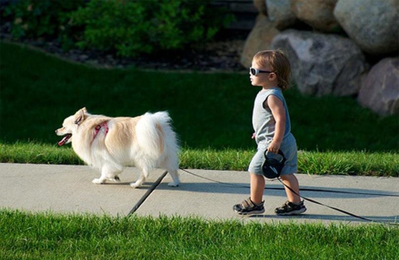 Можно просто гулять. Прогулка с собакой. Гулять с собакой. Ребенок гуляет с собакой. Ребенок выгуливает собаку.