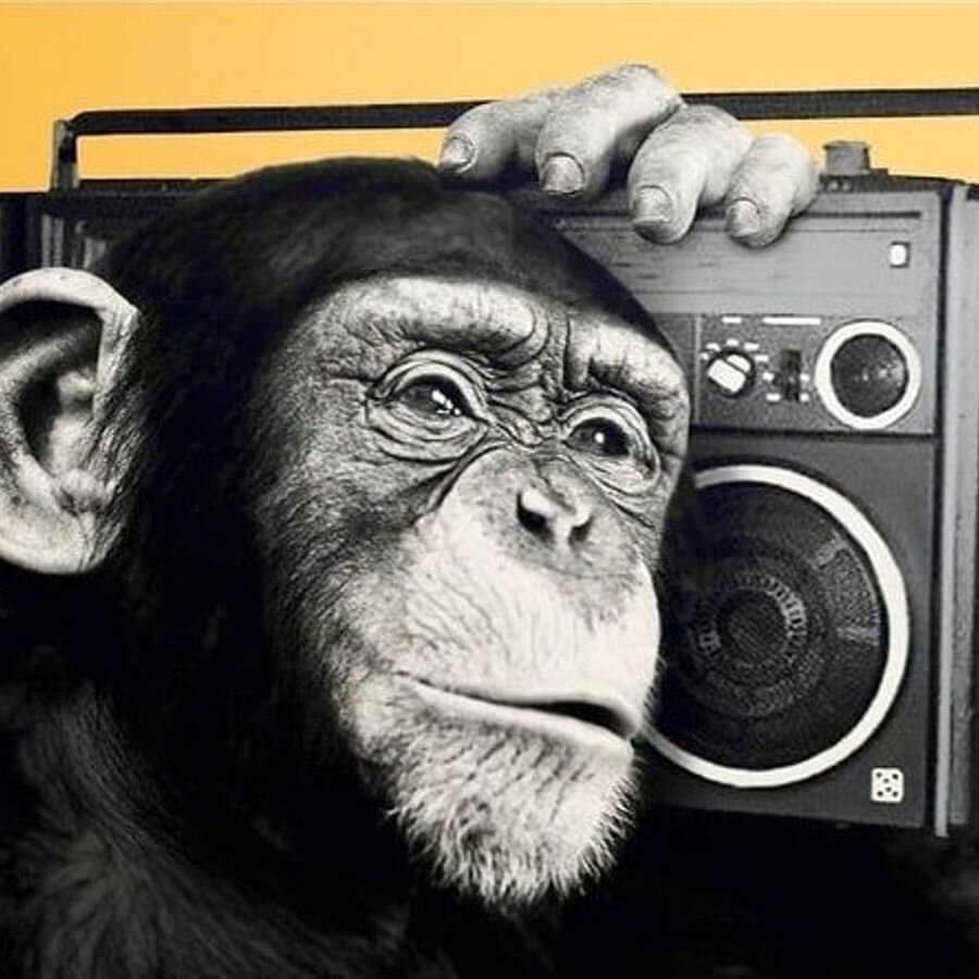 обезьяна в гарнитуре. обезьяна с наушниками и плеером. обезьяна в наушниках. мем обезьяна слушает музыку. обезьяна в наушниках.