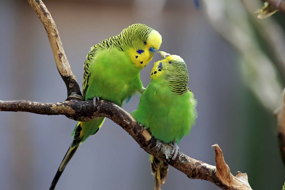 Попугайчики. Волнистый попугай. Австралийские волнистые попугайчики. Budgie попугай. Волнистые попугаи 2 попугая.