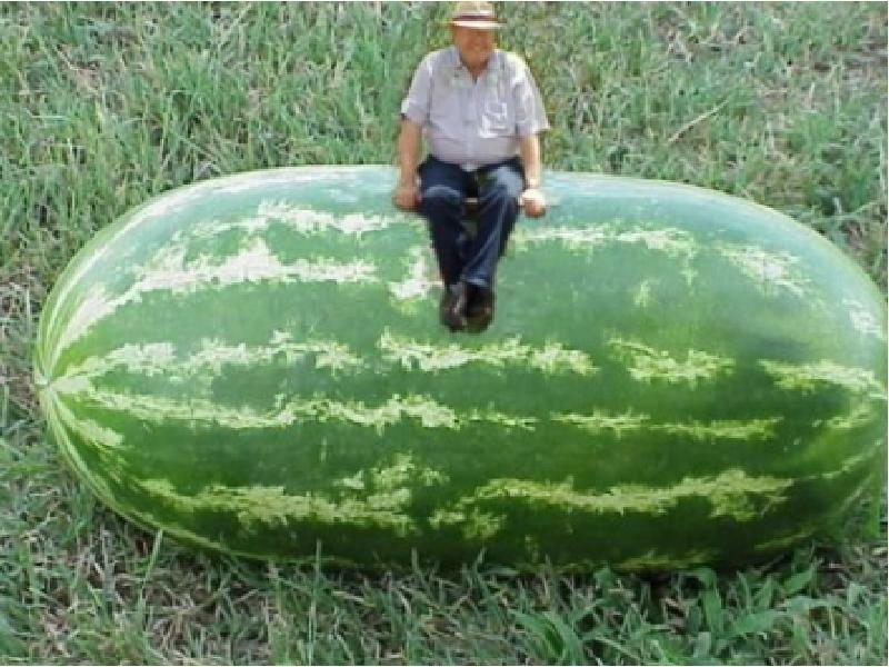 Big watermelon. Сорта крупных арбузов. Самый большой Арбуз. Самый большой Арбуз в мире. Гигантские арбузы в мире.