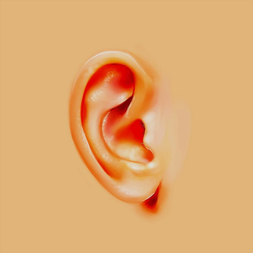 Показать картинку уха. Перепонка ушная ушная раковина. В ушной раковине и барабанной перепонки. Ухо без фона.