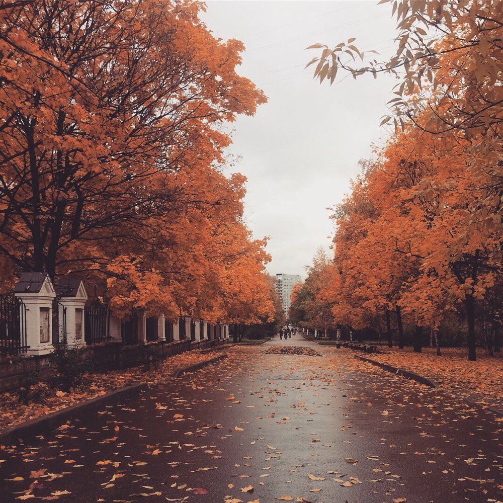 Осень близко. Осень в Медведково. Осенний плейлист. Осень ближние ракурсы.