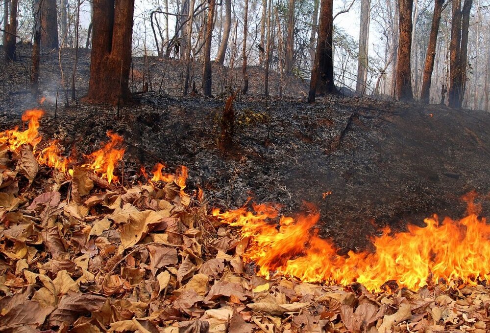 Фотокто осенний вальс. Сжигание листвы. Осенний фон. Вспыхивает листва. Сжигание листвы осенью.